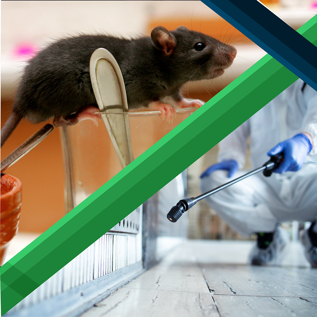 Rodent Control Treatment Services – National Pest Control